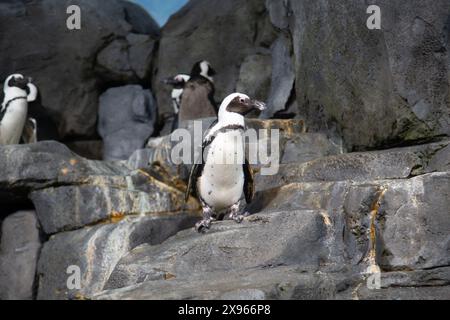 Afrikanischer Pinguin, Spheniscus demersus, Monterey Aquarium, Monterey, Kalifornien, USA Stockfoto