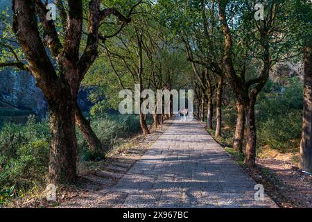 Baumplantagen, Wuyi-Berge, UNESCO-Weltkulturerbe, Fujian, China, Asien Stockfoto