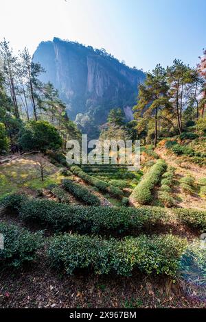 Baumplantagen, Wuyi-Berge, UNESCO-Weltkulturerbe, Fujian, China, Asien Stockfoto