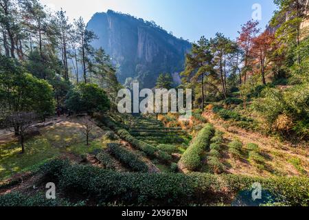 Baumplantagen, Wuyi-Berge, UNESCO-Weltkulturerbe, Fujian, China, Asien Stockfoto