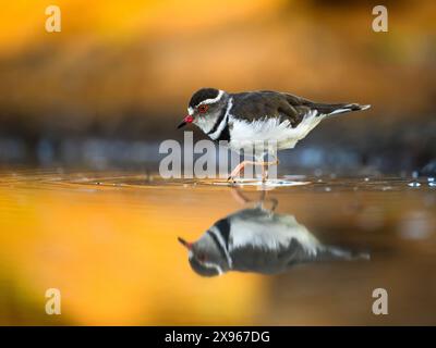 Three Banded Plover, Südafrika, Afrika Stockfoto