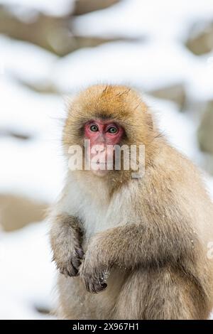 Schneeaffen im Snow Monkey Park, Jigokudani, Präfektur Nagano, Honshu, Japan, Asien Stockfoto