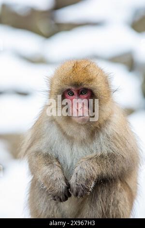 Schneeaffen im Snow Monkey Park, Jigokudani, Präfektur Nagano, Honshu, Japan, Asien Stockfoto
