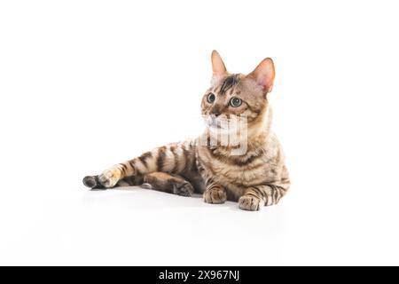 Schneewittchen bengalen posiert auf der weißen Oberfläche Stockfoto