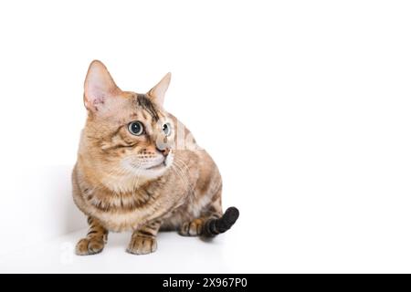Schneewittchen bengalen posiert auf der weißen Oberfläche Stockfoto
