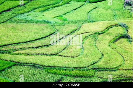 Reisfelder in Sa Pa, Lao Cai, Vietnam, Indochina, Südostasien, Asien Stockfoto