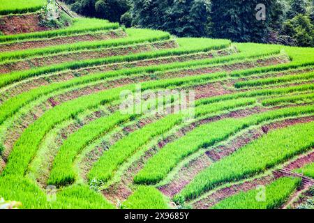 Reisfelder in Sa Pa, Lao Cai, Vietnam, Indochina, Südostasien, Asien Stockfoto