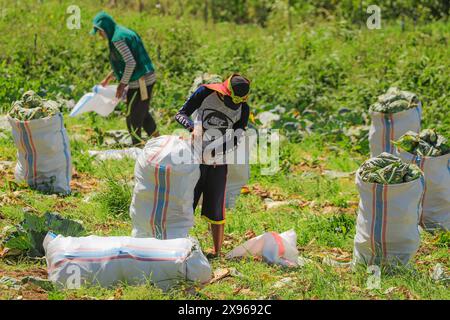 Pflücker verpacken Kohl, der auf fruchtbarem vulkanischem Boden in der Nähe des Mount Mahawu, eines aktiven Vulkans in der Nähe von Tomohon City, Gunung Mahawu, Tomohon, Nord-Sulawesi angebaut wird Stockfoto