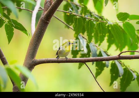 Zosterops japonicus (japanisches oder Bergweißauge), ein kleiner Passerinvogel mit olivfarbener und gelber Färbung, Gunung Lokon Stockfoto