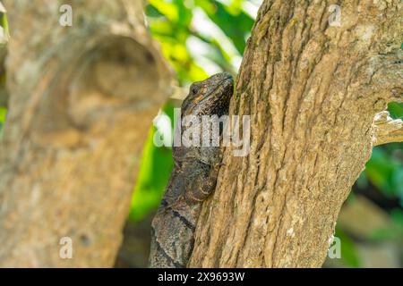 Blick auf großen Leguan, Tulum, Quintana Roo, Karibikküste, Yucatan Halbinsel, Riviera Maya, Mexiko, Nordamerika Stockfoto