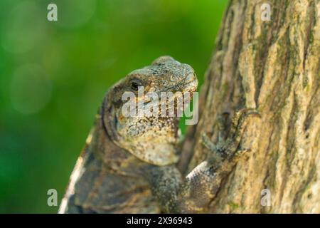 Blick auf großen Leguan, Tulum, Quintana Roo, Karibikküste, Yucatan Halbinsel, Riviera Maya, Mexiko, Nordamerika Stockfoto