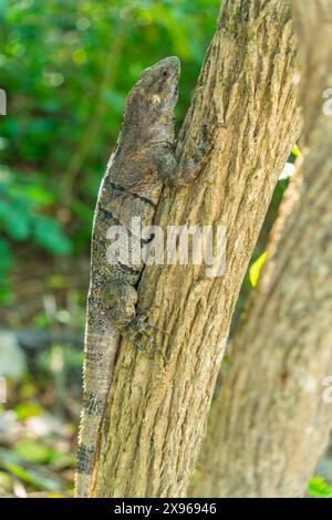 Blick auf großen Leguan, Tulum, Quintana Roo, Karibikküste, Yucatan Halbinsel, Riviera Maya, Mexiko, Nordamerika Stockfoto