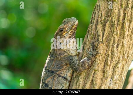 Blick auf großen Leguan, Tulum, Quintana Roo, Karibikküste, Yucatan Halbinsel, Riviera Maya, Mexiko, Nordamerika Stockfoto