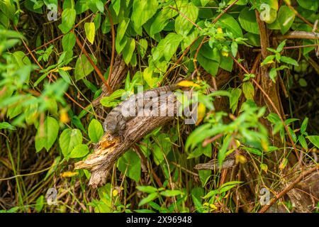 Blick auf Baby-Leguan in Unterholz in der Nähe von Puerto Morelos, Quintana Roo, Karibikküste, Yucatan Halbinsel, Riviera Maya, Mexiko, Nordamerika Stockfoto