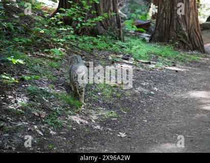 Bobcat, Yosemite Valley, Yosemite National Park, Kalifornien, USA Stockfoto