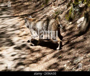 Bobcat, Yosemite Valley, Yosemite National Park, Kalifornien, USA Stockfoto