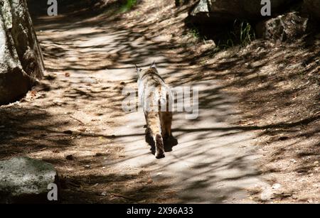 Bobcat, Yosemite Valley, Yosemite National Park, Kalifornien, USA Stockfoto