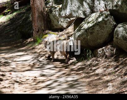 Bobcat, Yosemite Valley, Yosemite National Park, Kalifornien, USA Stockfoto