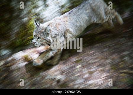 Bobcat, Yosemite Valley, Yosemite National Park, Kalifornien, USA Stockfoto