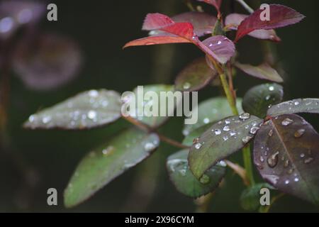 Eine Nahaufnahme von Wassertropfen auf Blättern. Stockfoto