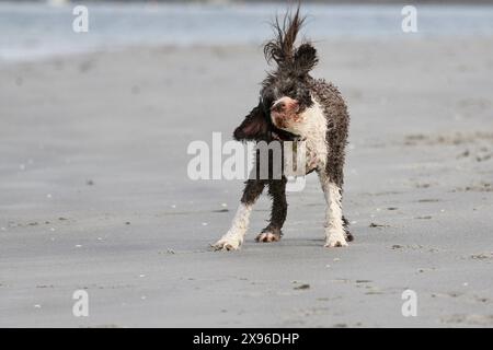 Portugiesischer Wasserhund, der am Meer spielt und nach dem Schwimmen Wasser abschüttelt Stockfoto
