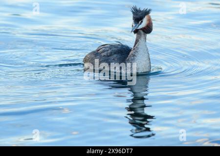 Neuseeland, Südinsel, Wanaka, Australasian Crested Grebe, Puteketeke, Podiceps cristatus Stockfoto