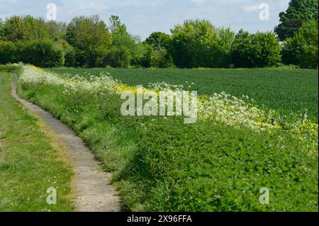 Ackerfeldrand und gelbe Charlock-Blüten an einem öffentlichen Fußweg auf einem Ackerland in der Nähe des Dorfes Chart Sutton, in der Nähe von Maidstone, Kent, Großbritannien. Stockfoto