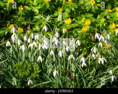 Sonnendurchflutete, hübsche weiße Schneeglöckchen (Galanthus) und gelbe Akonite (Eranthis hyemalis) Blüten im Februar in Leicestershire, England, Großbritannien Stockfoto