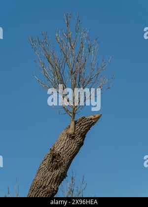 Neues Wachstum, das aus einem aufgerissenen Baumstamm hervorgeht und den Baumstamm gegen den blauen Himmel umschiebt Stockfoto