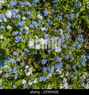 Eine dichte Darstellung von sonnendurchfluteten blassblauen und azurblauen Vergissmeint-Not-Blüten (Myosotis sylvatica), die am Straßenrand in Apr, Leicestershire, England, Großbritannien, wachsen Stockfoto