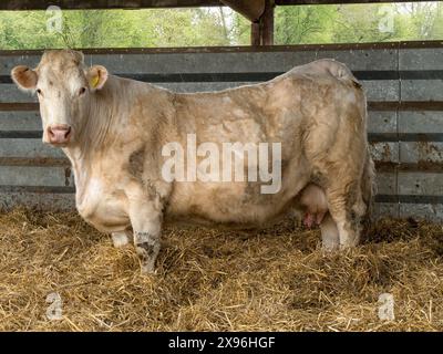 Eine weiße Kuh (Blonde d'Aquitaine oder Charolais?) In einer Scheune mit Stroh auf dem Boden und Abstellgleisen aus Metall, Leicestershire, England, Großbritannien Stockfoto