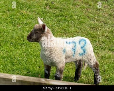 Frühlingslamm mit der Nummer 73 auf dem Rumpf im grünen Grasfeld, Leicestershire, England, Großbritannien Stockfoto