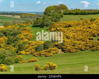 Schöne gelbe Blüte der Gemeinen Gorse (Ulex europaeus) Büsche an den Hängen um Burrough Hill im Frühling, Leicestershire, England, Großbritannien Stockfoto