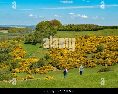 Schöne gelbe Blüte der Gemeinen Gorse (Ulex europaeus) Büsche an den Hängen um Burrough Hill im Frühling, Leicestershire, England, Großbritannien Stockfoto