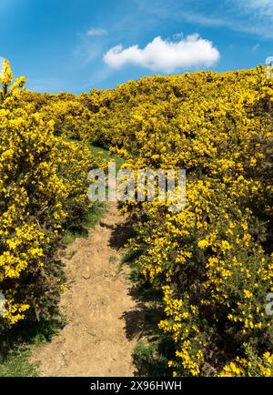 Wanderweg durch die von hellgelben Blüten bewachsenen Gorse Sträucher (Ulex europaeus), Burrough Hill, England, Vereinigtes Königreich Stockfoto