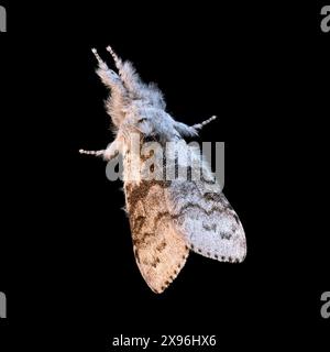 Großaufnahme der Oberseite der Pale Tussock Moth (Calliteara pudibunda) mit geschlossenen Flügeln isoliert auf schwarzem Hintergrund, Leicestershire, England, Vereinigtes Königreich Stockfoto