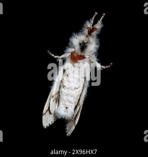 Nahaufnahme der Unterseite von Pale Tussock Moth (Calliteara pudibunda) mit geschlossenen Flügeln isoliert auf schwarzem Hintergrund, Leicestershire, England, Vereinigtes Königreich Stockfoto