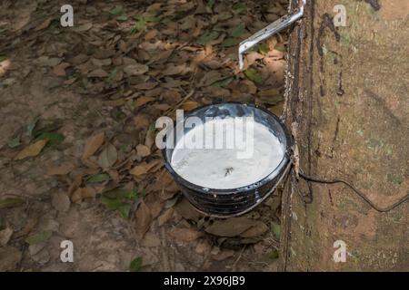 Hevea brasiliensis : Latex aus Kautschukbaum als Naturkautschukquelle Stockfoto
