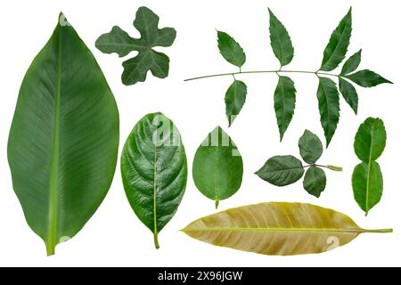 Blatt-Textur Stockfoto