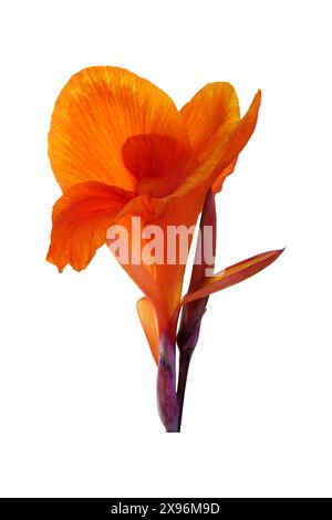 Orangene Canna-Lilie-Blüten auf weißem Hintergrund. Beschneidungspfad Stockfoto