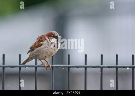 Haussperling Passer domesticus. Haussperling Passer domesticus auch Spatz oder Hausspatz. 20240522MIC0355 *** Haus Spatzen Passer domesticus Haus Spatzen Passer domesticus - auch Spatzen oder Hausspatzen 20240522MIC0355 Stockfoto