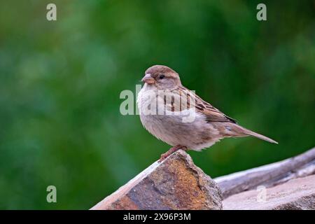 Haussperling Passer domesticus. Haussperling Passer domesticus auch Spatz oder Hausspatz. 20240522MIC0342 *** Haus Spatzen Passer domesticus Haus Spatzen Passer domesticus - auch Spatzen oder Hausspatzen 20240522MIC0342 Stockfoto