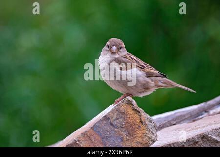 Haussperling Passer domesticus. Haussperling Passer domesticus auch Spatz oder Hausspatz. 20240522MIC0327 *** Haus Spatzen Passer domesticus Haus Spatzen Passer domesticus - auch Spatzen oder Hausspatzen 20240522MIC0327 Stockfoto