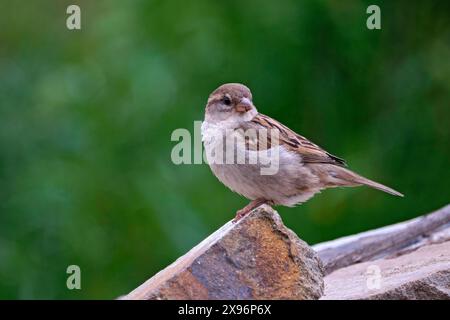 Haussperling Passer domesticus. Haussperling Passer domesticus auch Spatz oder Hausspatz. 20240522MIC0330 *** Haus Spatzen Passer domesticus Haus Spatzen Passer domesticus - auch Spatzen oder Hausspatzen 20240522MIC0330 Stockfoto