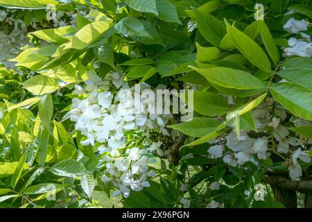 Wisteria ist eine große Kletterpflanze, die lange leben kann. Es produziert eine Fülle weißer Blüten, die im Frühjahr in einer großen Masse hängen Stockfoto