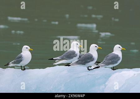 Vier schwarzbeinige Kätzchen (Rissa tridactyla) im Zuchtgefieder, die im Sommer auf Eisschollen im Arktischen Ozean ruhen, Svalbard/Spitzbergen, Norwegen Stockfoto