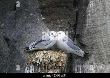 Schwarzbeinige Kätzchen (Rissa tridactyla), Erwachsener mit Jungtieren auf dem Nest auf Felsenvorsprung in der Seevögelkolonie im August, Svalbard/Spitzbergen Stockfoto