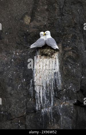 Schwarzbeinige Kätzchen (Rissa tridactyla) nisten im Sommer in der Seevögelkolonie Svalbard / Spitzbergen, Norwegen Stockfoto