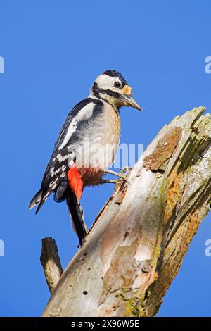 Großspecht / Großspecht (Dendrocopos Major) männlich, der auf totem Baumstamm auf der Suche ist Stockfoto