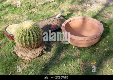 Gartenbauprojekt, das einen goldenen Fasskaktus in einen neuen Blumentopf verwandelt Stockfoto